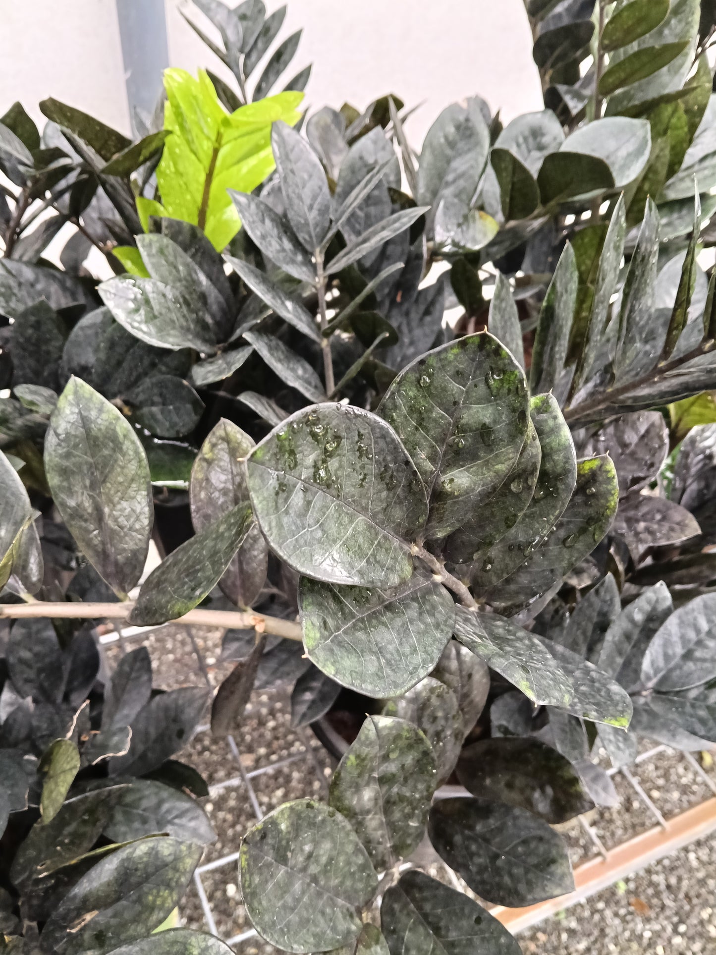Raven ZZ Plant (Zamioculcas zamiifolia 'Raven') – Rare Black Foliage Indoor Plant