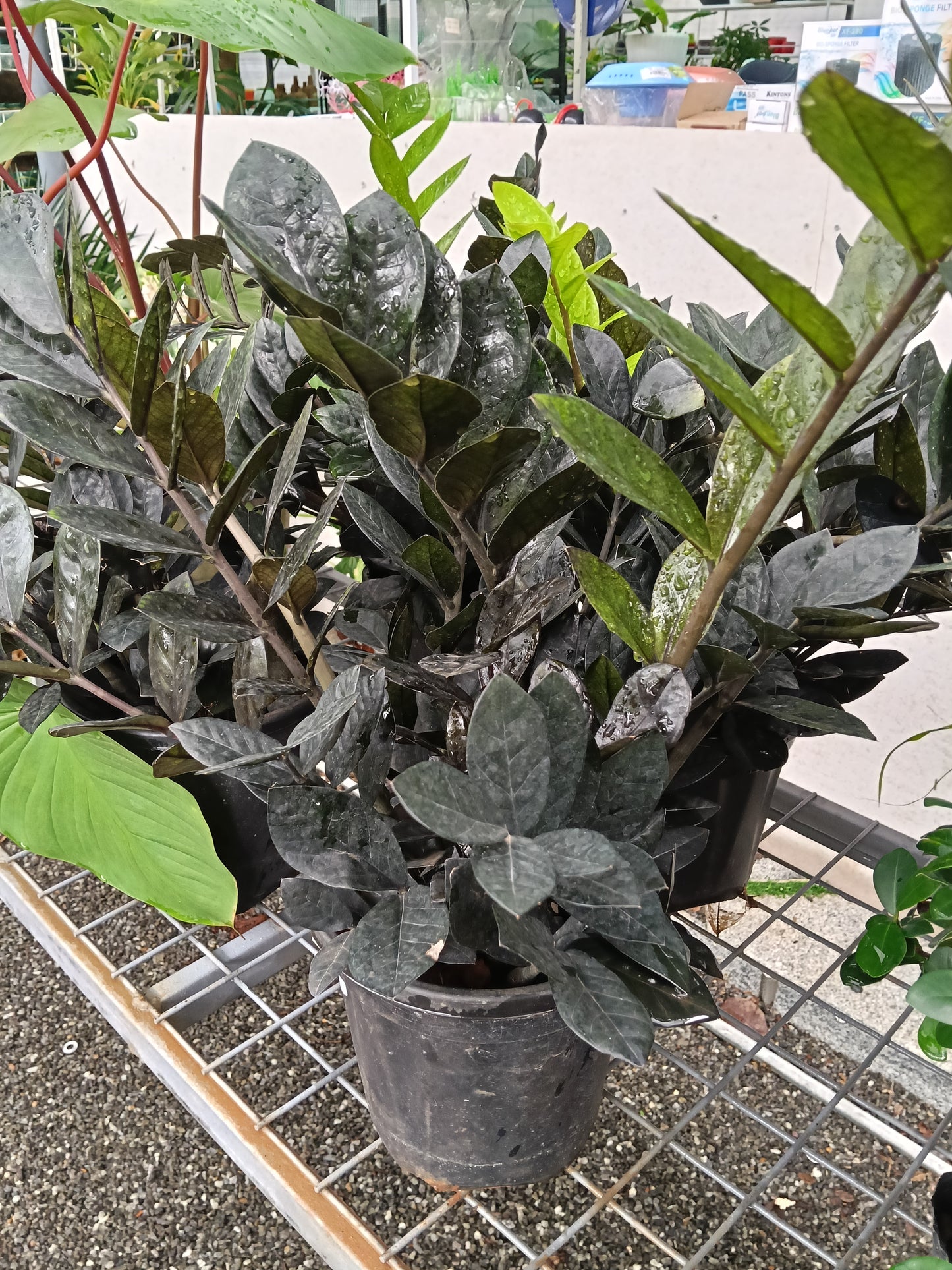 Raven ZZ Plant (Zamioculcas zamiifolia 'Raven') – Rare Black Foliage Indoor Plant