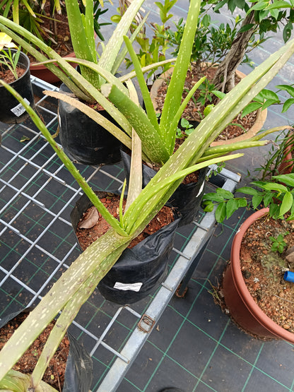 Aloe Vera (Medicinal Aloe) – Natural Healing & Air-Purifying Succulent