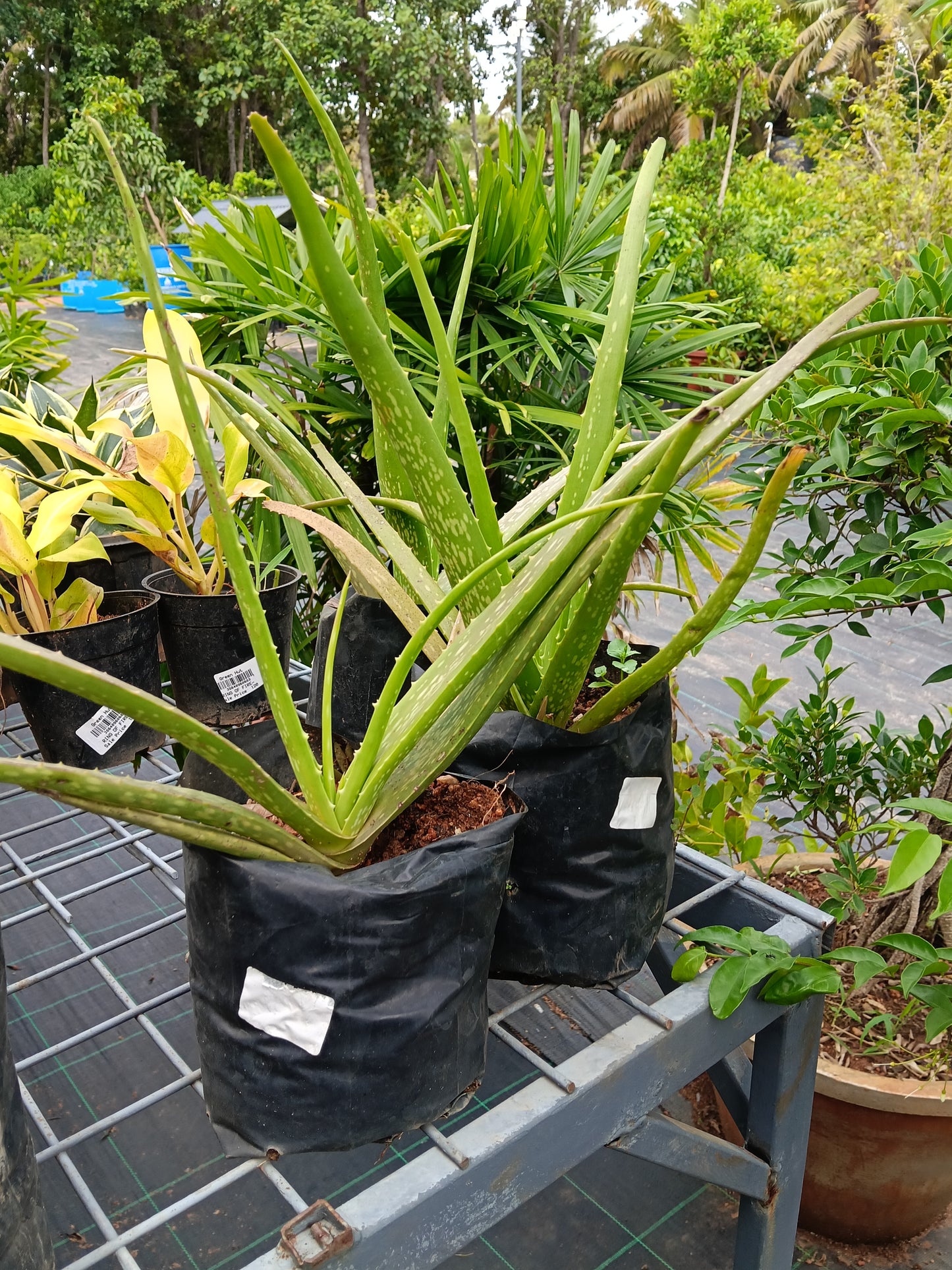 Aloe Vera (Medicinal Aloe) – Natural Healing & Air-Purifying Succulent