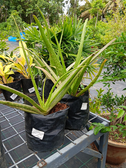 Aloe Vera (Medicinal Aloe) – Natural Healing & Air-Purifying Succulent