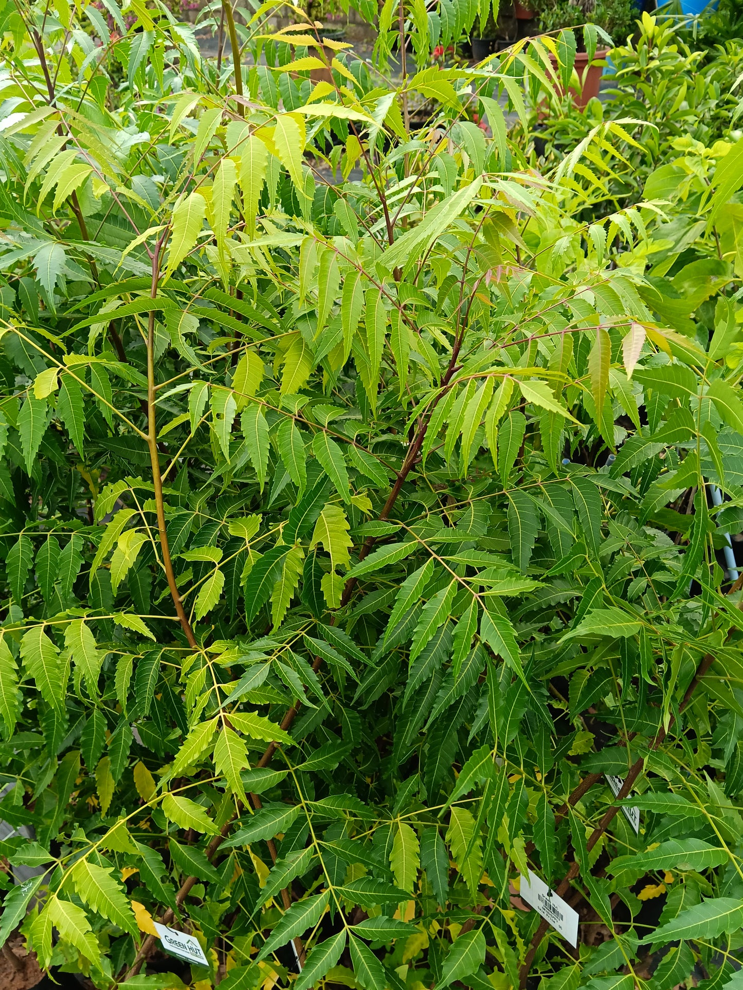 Neem Tree (Azadirachta indica) – Nature’s Powerful Medicinal Tree
