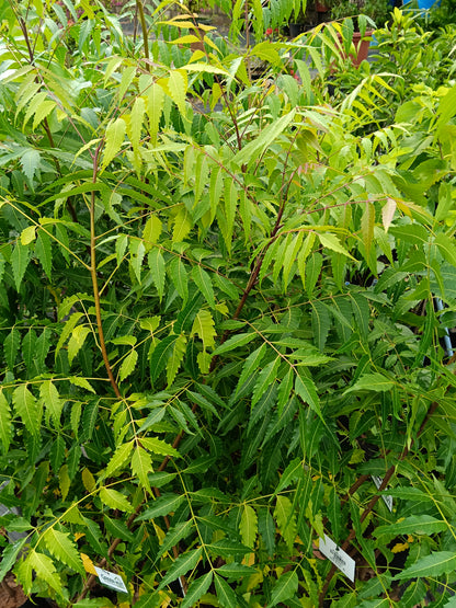 Neem Tree (Azadirachta indica) – Nature’s Powerful Medicinal Tree