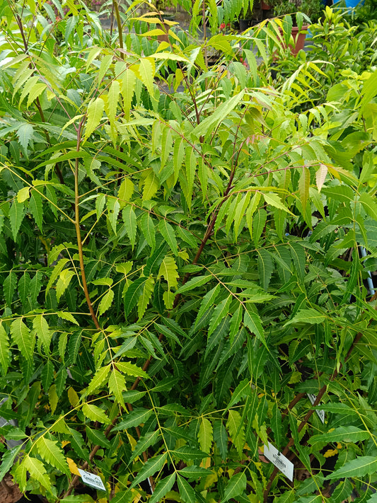 Neem Tree (Azadirachta indica) – Nature’s Powerful Medicinal Tree