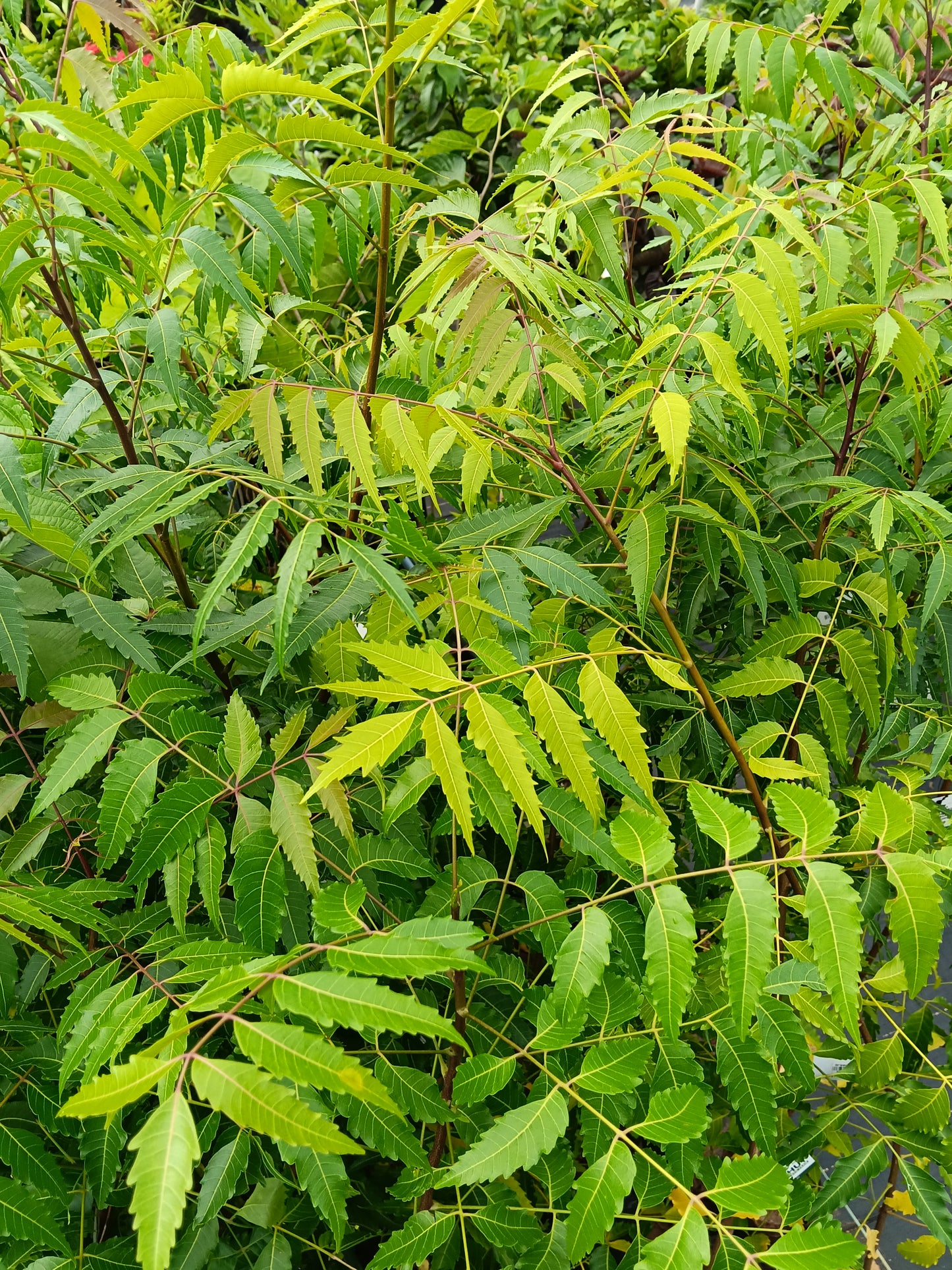 Neem Tree (Azadirachta indica) – Nature’s Powerful Medicinal Tree