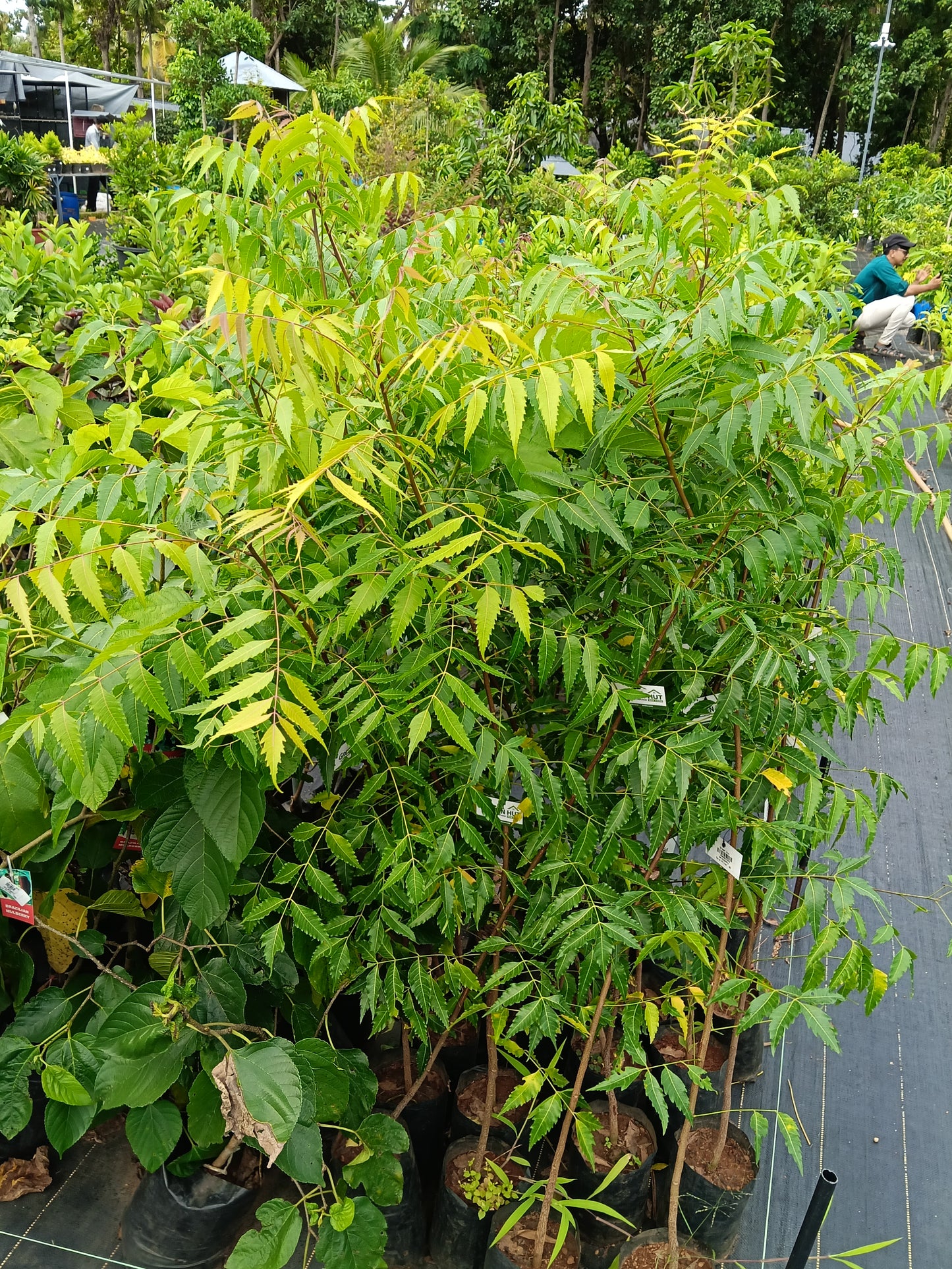 Neem Tree (Azadirachta indica) – Nature’s Powerful Medicinal Tree