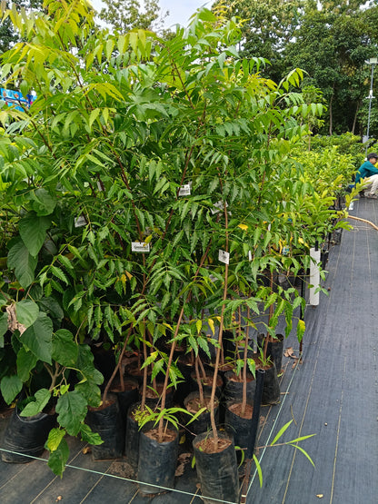 Neem Tree (Azadirachta indica) – Nature’s Powerful Medicinal Tree