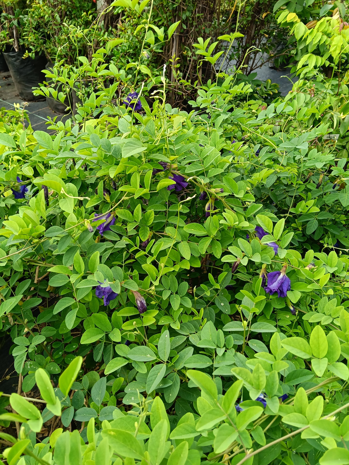 Butterfly Pea (Clitoria ternatea) – Medicinal Flowering Climber