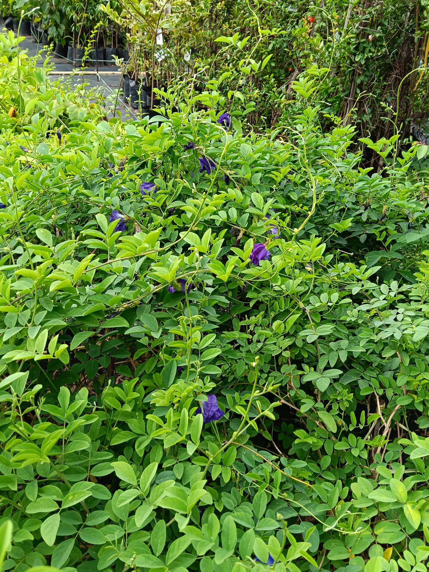 Butterfly Pea (Clitoria ternatea) – Medicinal Flowering Climber