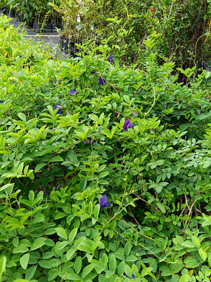 Butterfly Pea (Clitoria ternatea) – Medicinal Flowering Climber