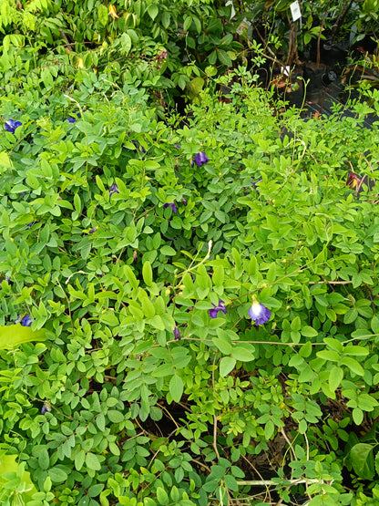 Butterfly Pea (Clitoria ternatea) – Medicinal Flowering Climber