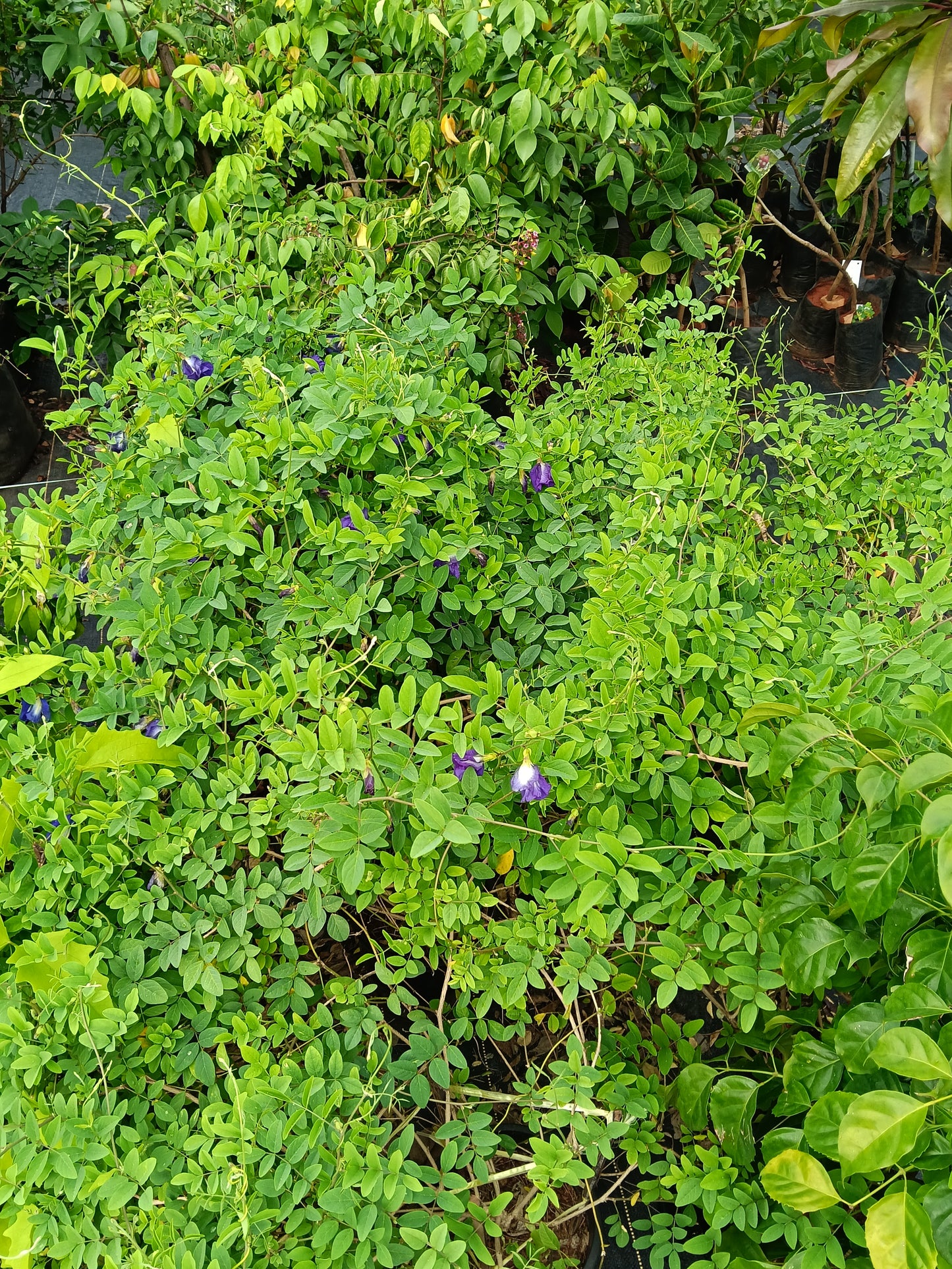 Butterfly Pea (Clitoria ternatea) – Medicinal Flowering Climber
