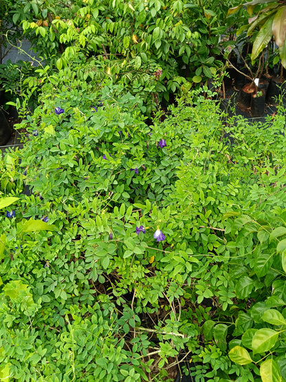 dummy herbal 2