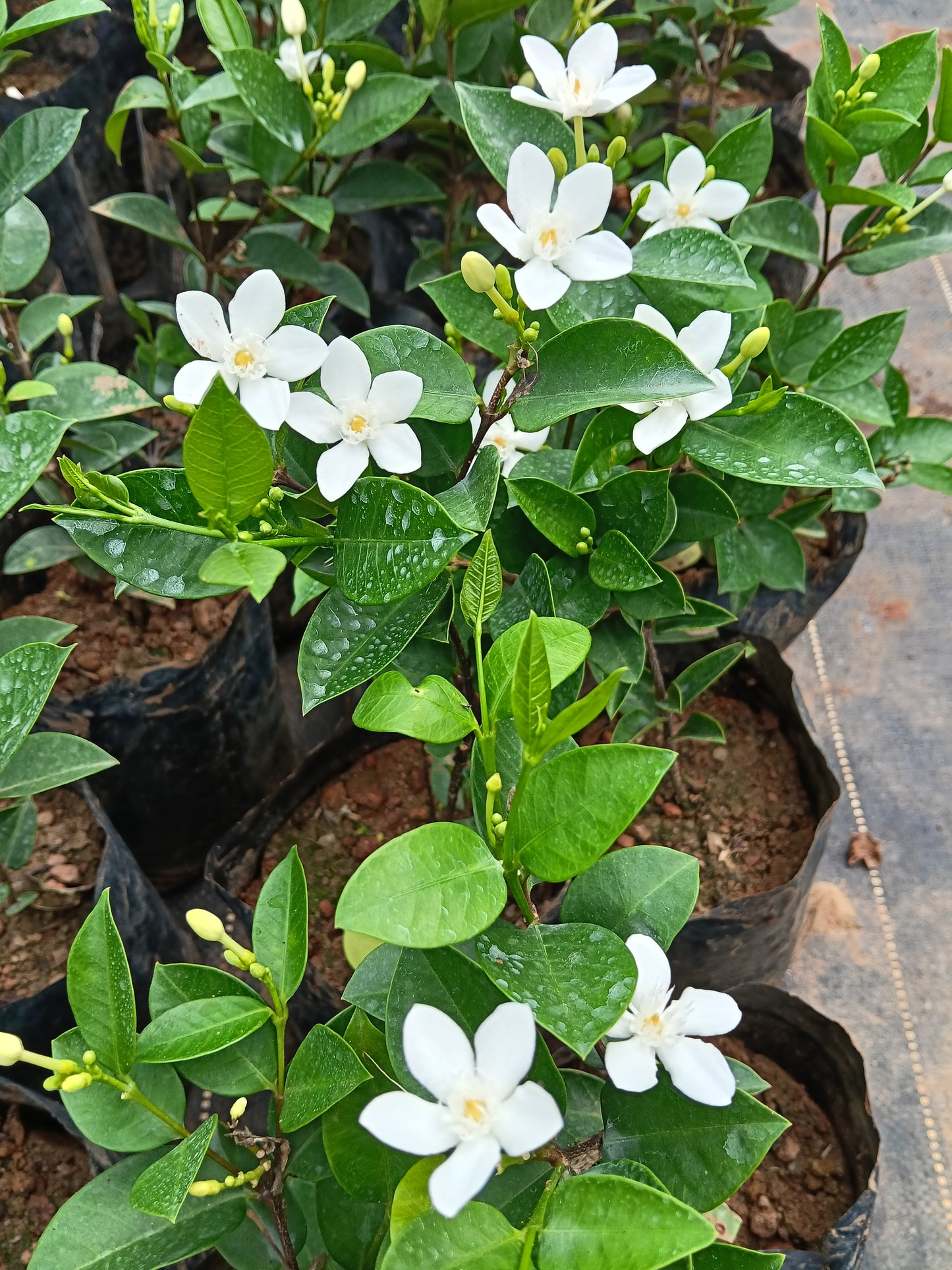 Water Jasmine (Wrightia antidysenterica) – Elegant Evergreen Flowering Shrub