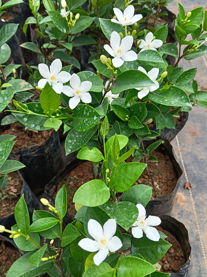Water Jasmine (Wrightia antidysenterica) – Elegant Evergreen Flowering Shrub