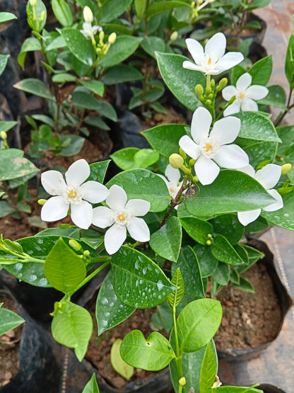 Water Jasmine (Wrightia antidysenterica) – Elegant Evergreen Flowering Shrub