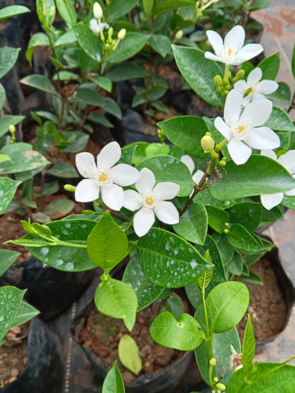 Water Jasmine (Wrightia antidysenterica) – Elegant Evergreen Flowering Shrub