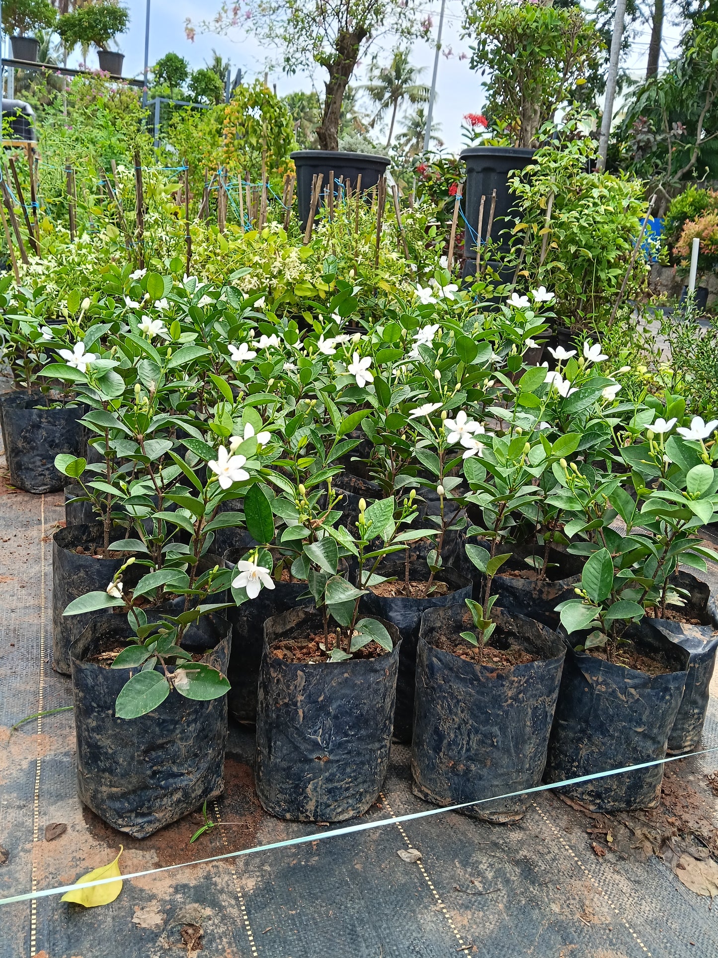 Water Jasmine (Wrightia antidysenterica) – Elegant Evergreen Flowering Shrub