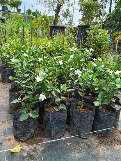Water Jasmine (Wrightia antidysenterica) – Elegant Evergreen Flowering Shrub