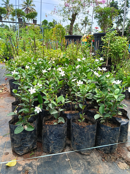 Water Jasmine (Wrightia antidysenterica) – Elegant Evergreen Flowering Shrub