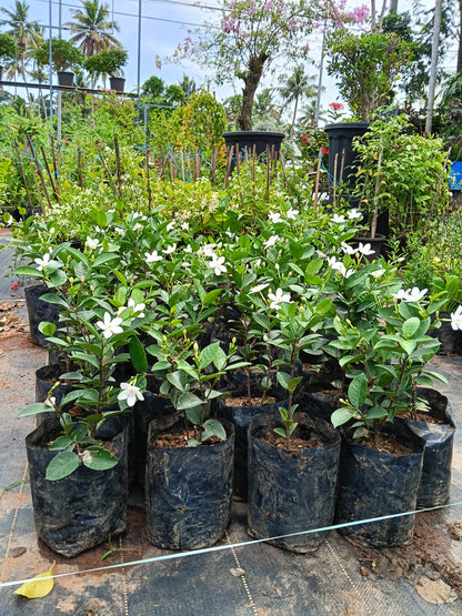 Water Jasmine (Wrightia antidysenterica) – Elegant Evergreen Flowering Shrub