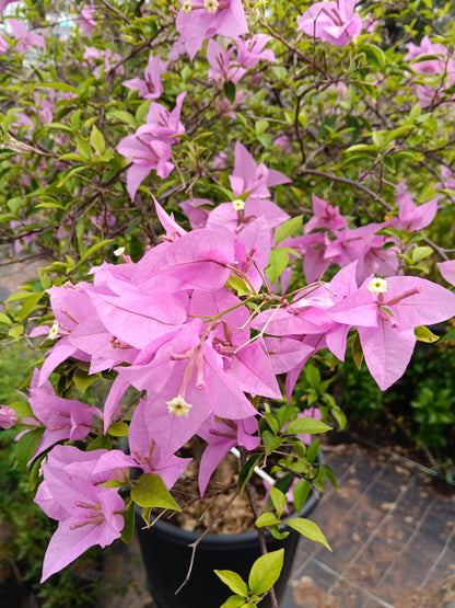 Pink Bougainvillea Standard Tree
