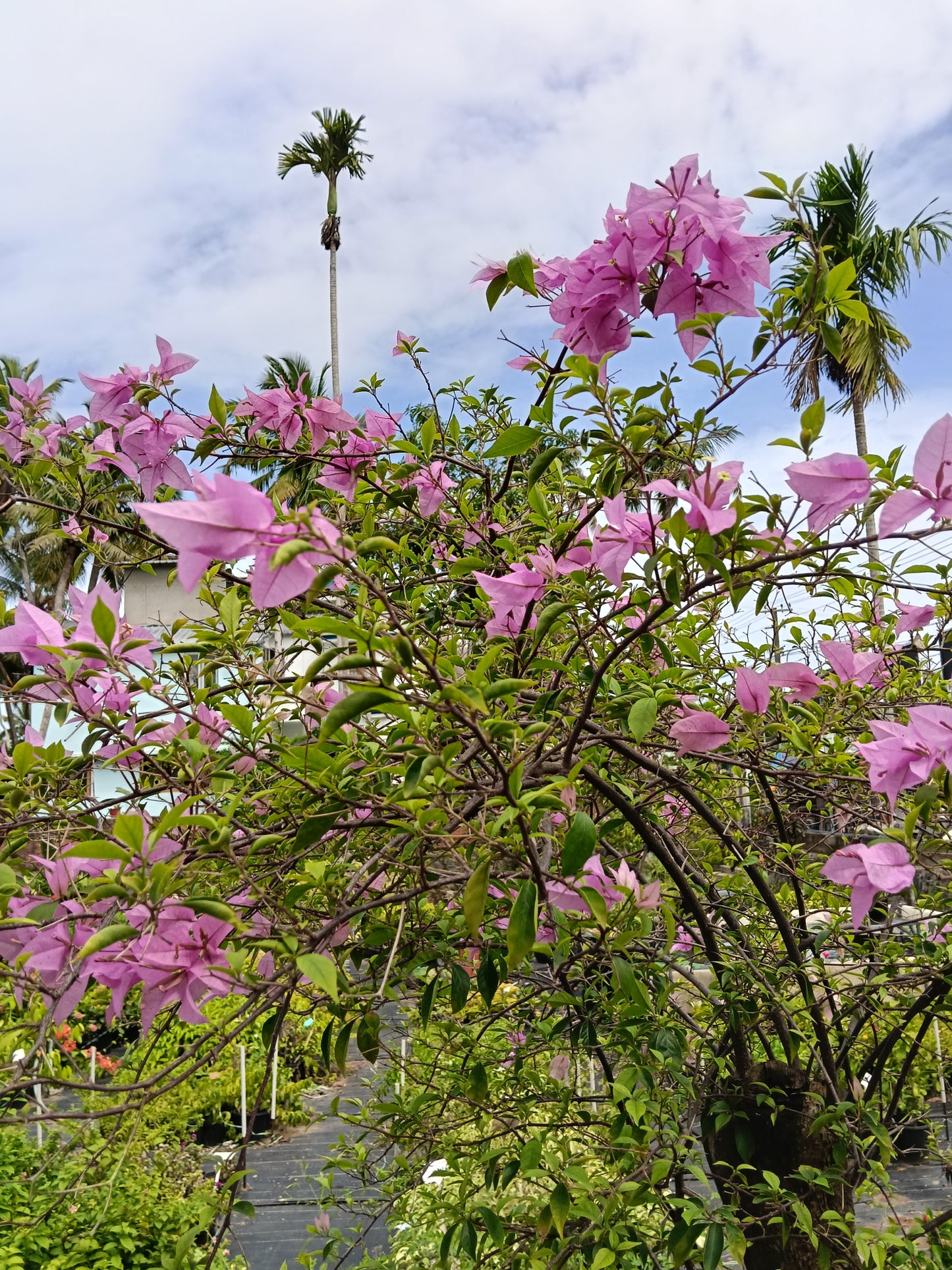 Pink Bougainvillea Standard Tree