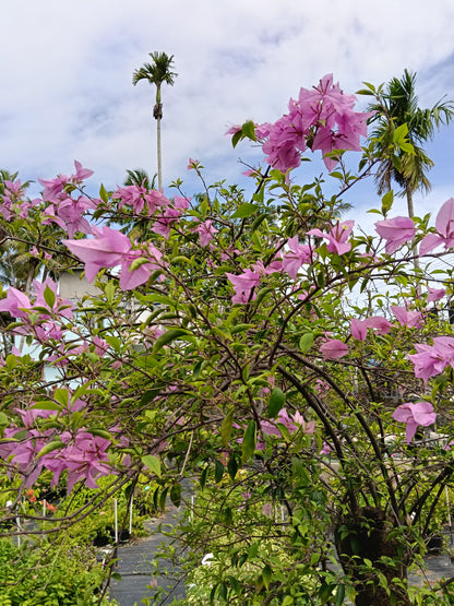 Pink Bougainvillea Standard Tree
