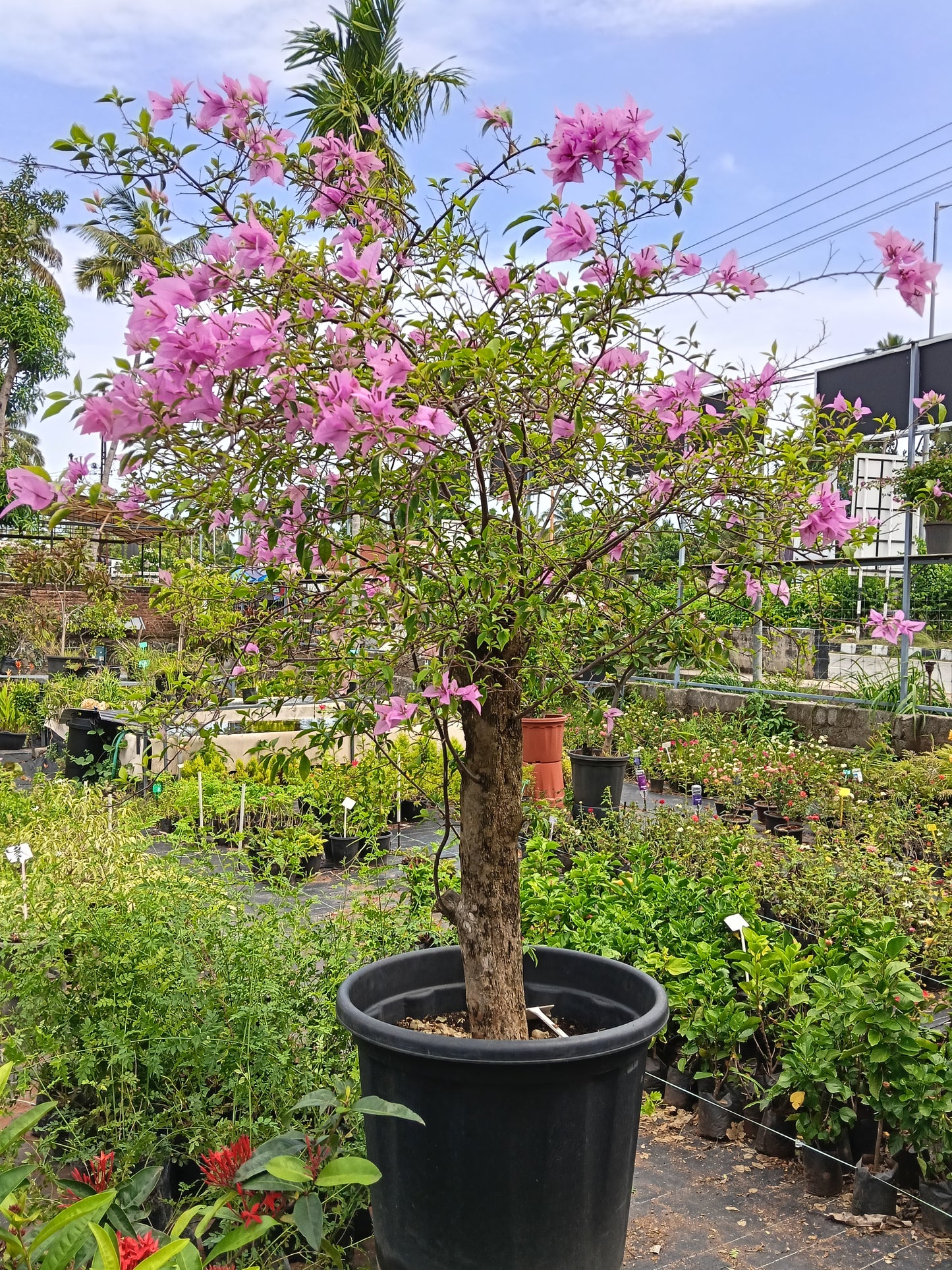 Pink Bougainvillea Standard Tree