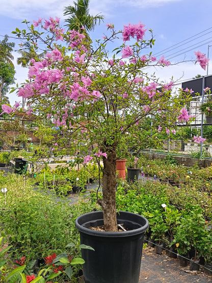 Pink Bougainvillea Standard Tree