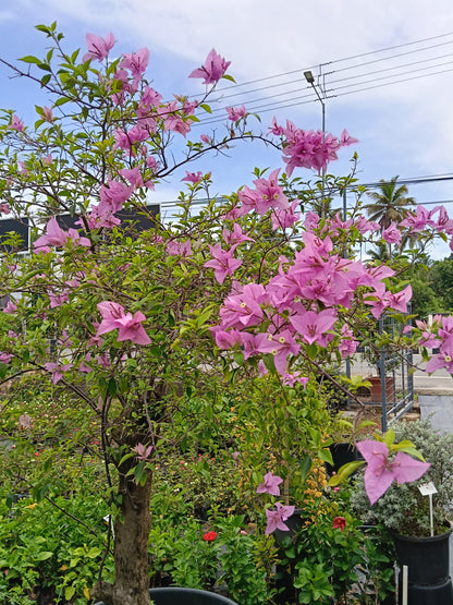 Pink Bougainvillea Standard Tree