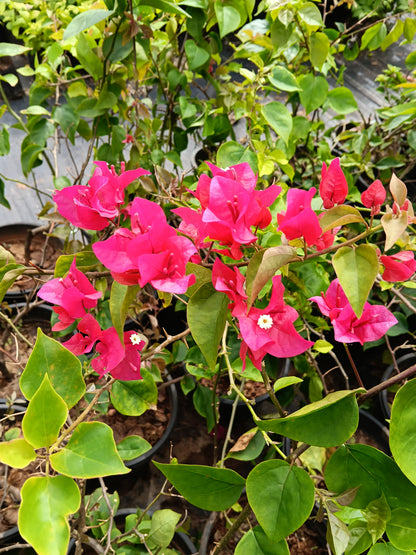 Pink Bougainvillea Flowering Plant – Vibrant Ornamental Climber in Pot