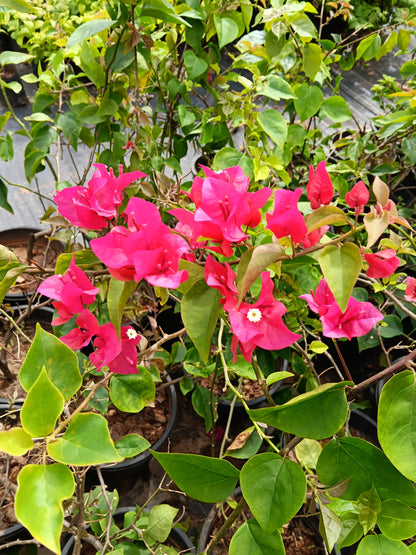 Pink Bougainvillea Flowering Plant – Vibrant Ornamental Climber in Pot