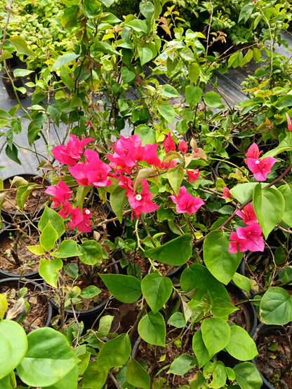 Pink Bougainvillea Flowering Plant – Vibrant Ornamental Climber in Pot