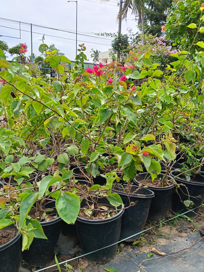 Pink Bougainvillea Flowering Plant – Vibrant Ornamental Climber in Pot