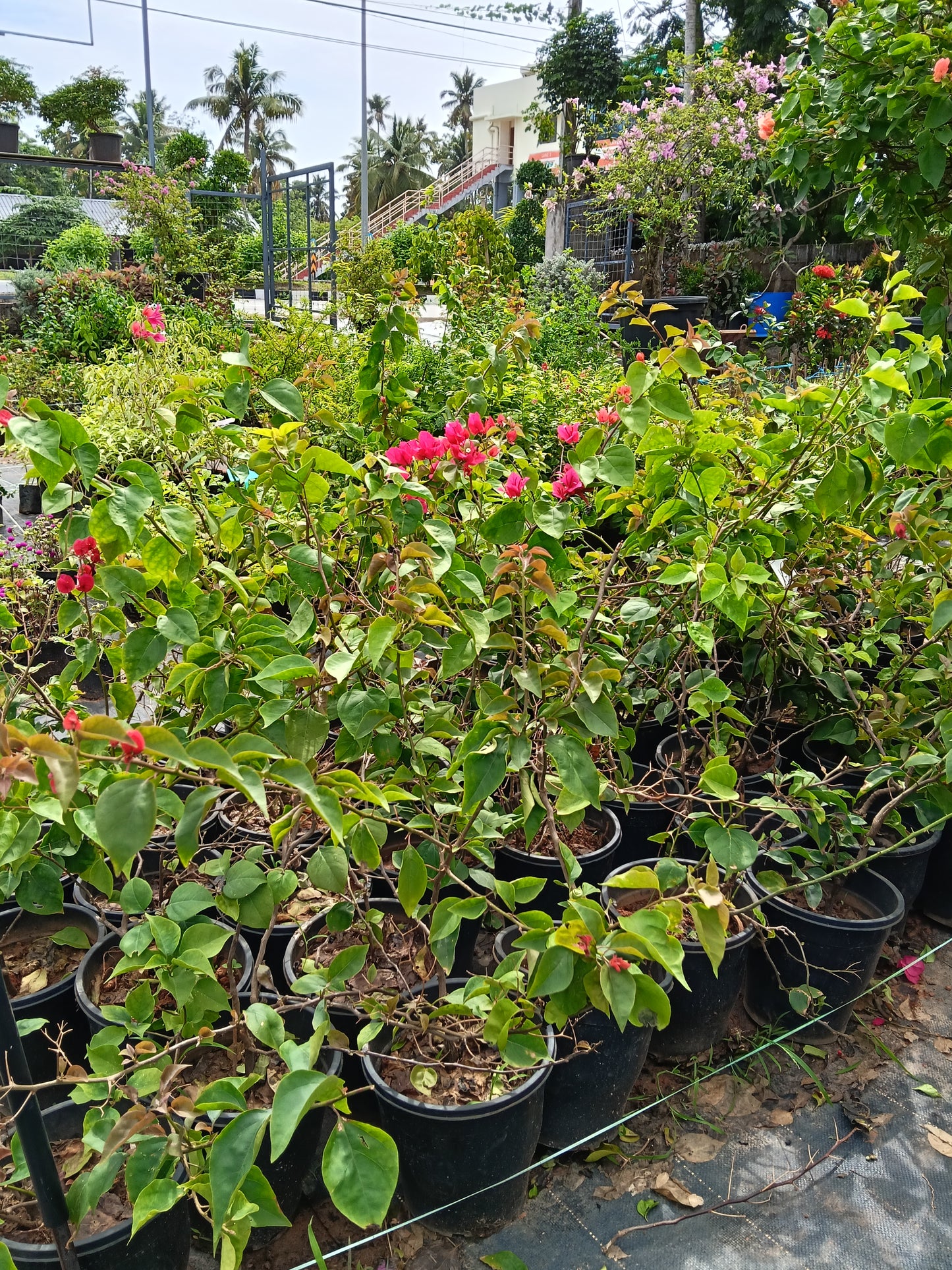 Pink Bougainvillea Flowering Plant – Vibrant Ornamental Climber in Pot
