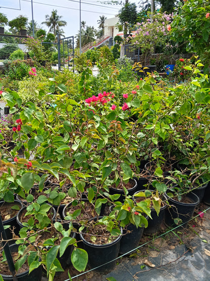 Pink Bougainvillea Flowering Plant – Vibrant Ornamental Climber in Pot
