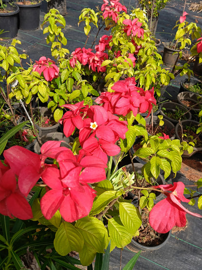 Red Mussaenda (Bangkok Rose) – Vibrant Tropical Flowering Shrub