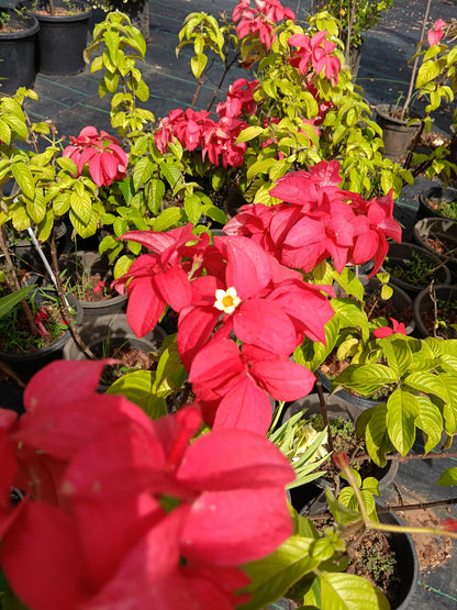 Red Mussaenda (Bangkok Rose) – Vibrant Tropical Flowering Shrub