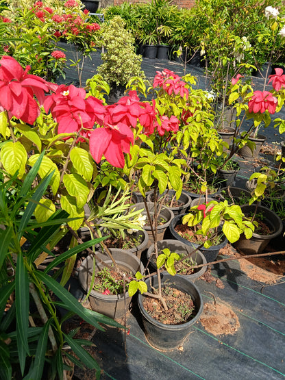 Red Mussaenda (Bangkok Rose) – Vibrant Tropical Flowering Shrub