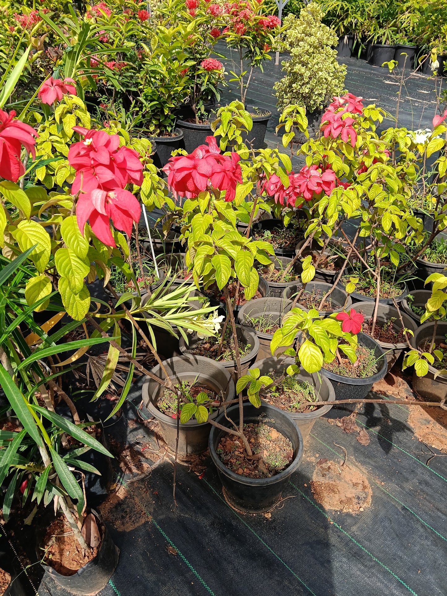 Red Mussaenda (Bangkok Rose) – Vibrant Tropical Flowering Shrub