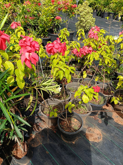 Red Mussaenda (Bangkok Rose) – Vibrant Tropical Flowering Shrub