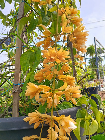 Golden Cascade Vine (Golden Bleeding Heart Vine)