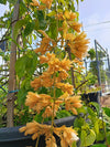 Golden Cascade Vine (Golden Bleeding Heart Vine)