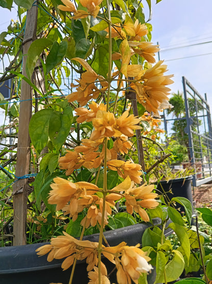 Golden Cascade Vine (Golden Bleeding Heart Vine)