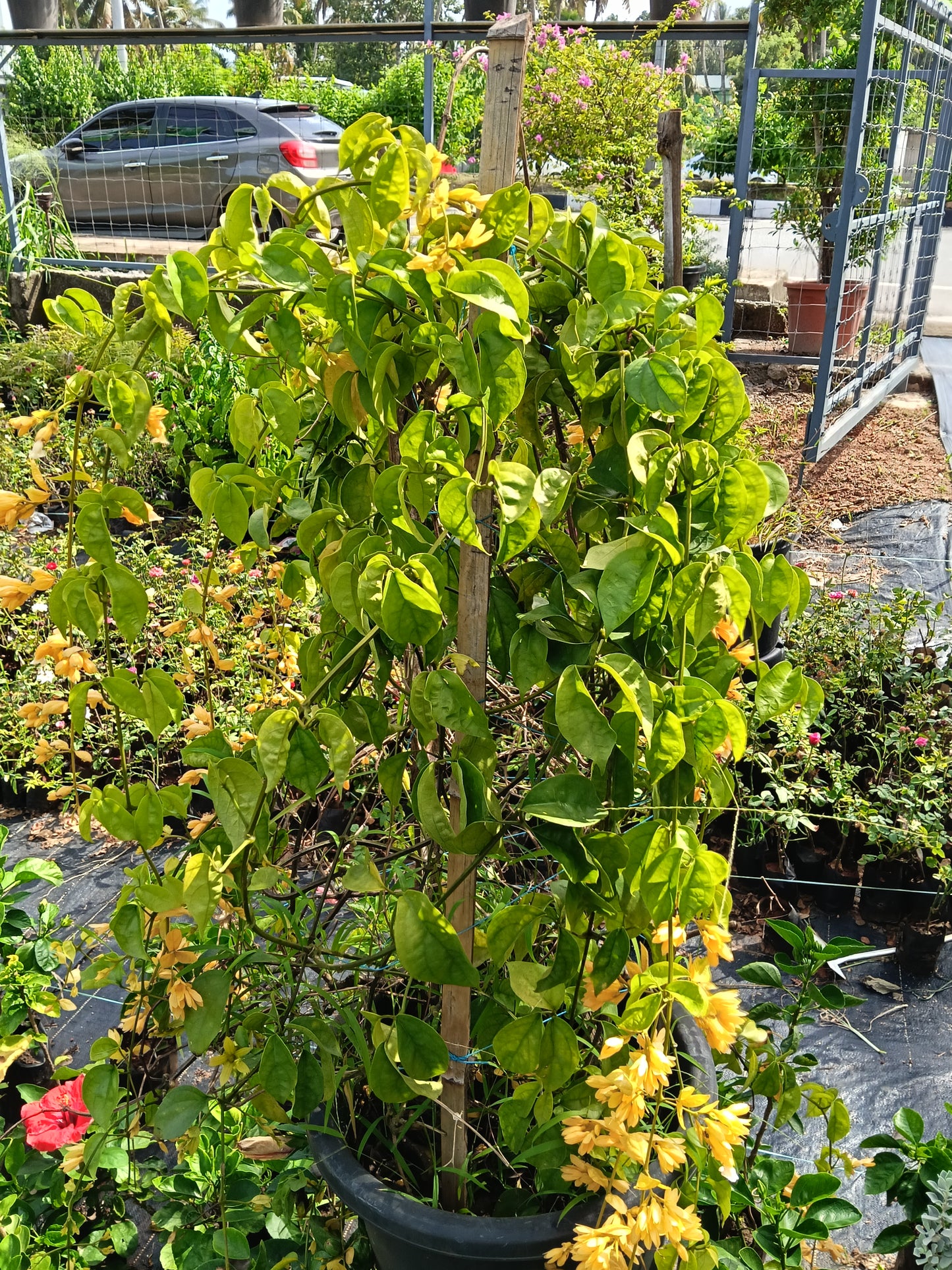 Golden Cascade Vine (Golden Bleeding Heart Vine)