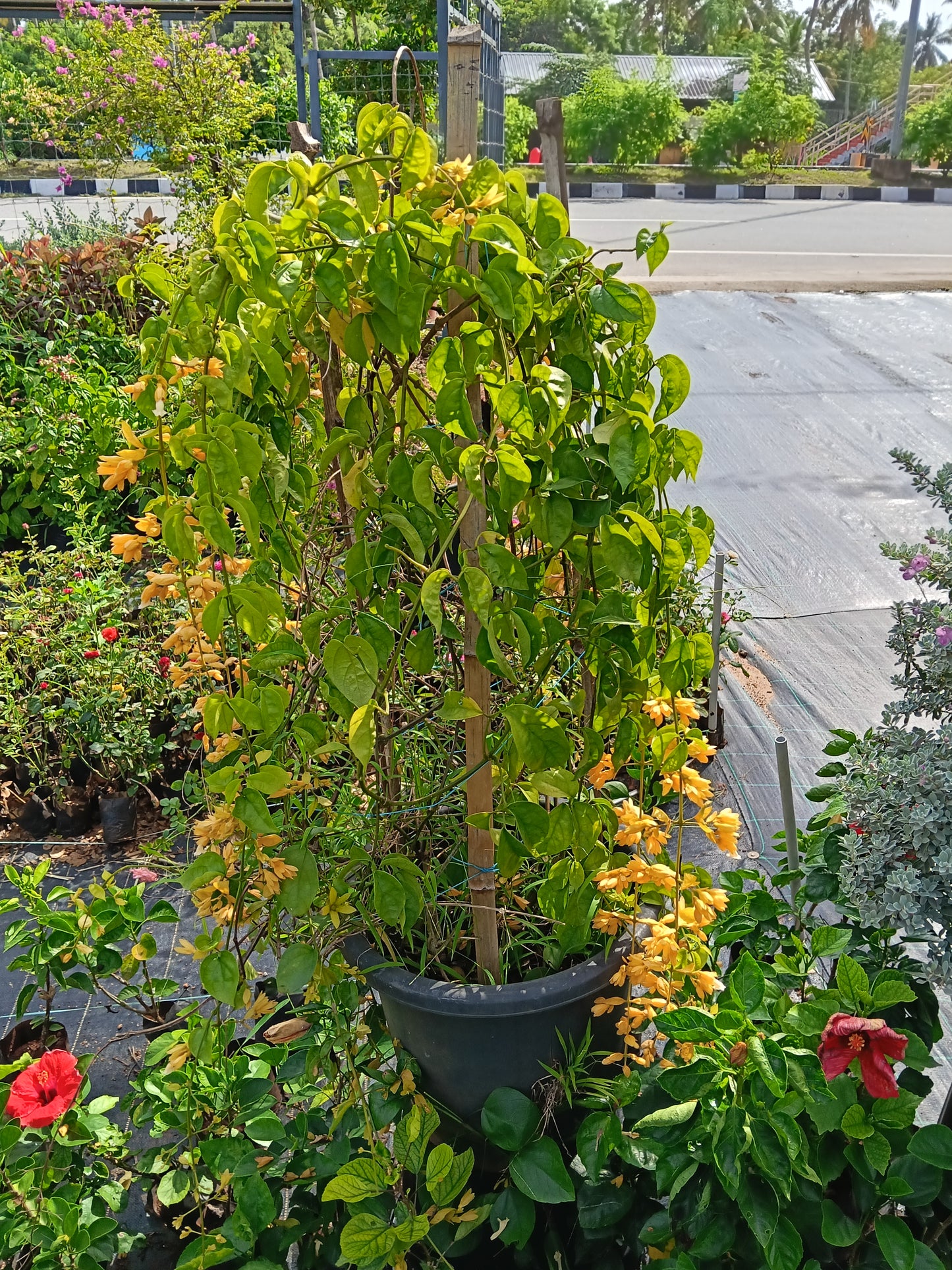 Golden Cascade Vine (Golden Bleeding Heart Vine)