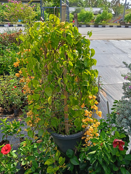 Golden Cascade Vine (Golden Bleeding Heart Vine)