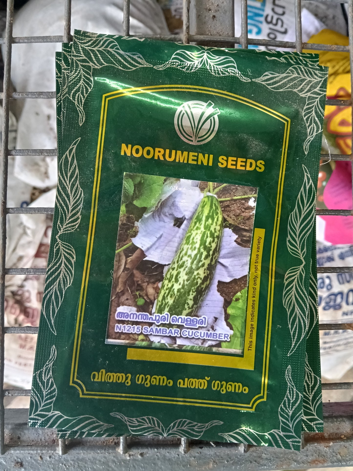 Sambar Cucumber Seeds | High Yield Vellarikka Seeds for Home Garden & Farming