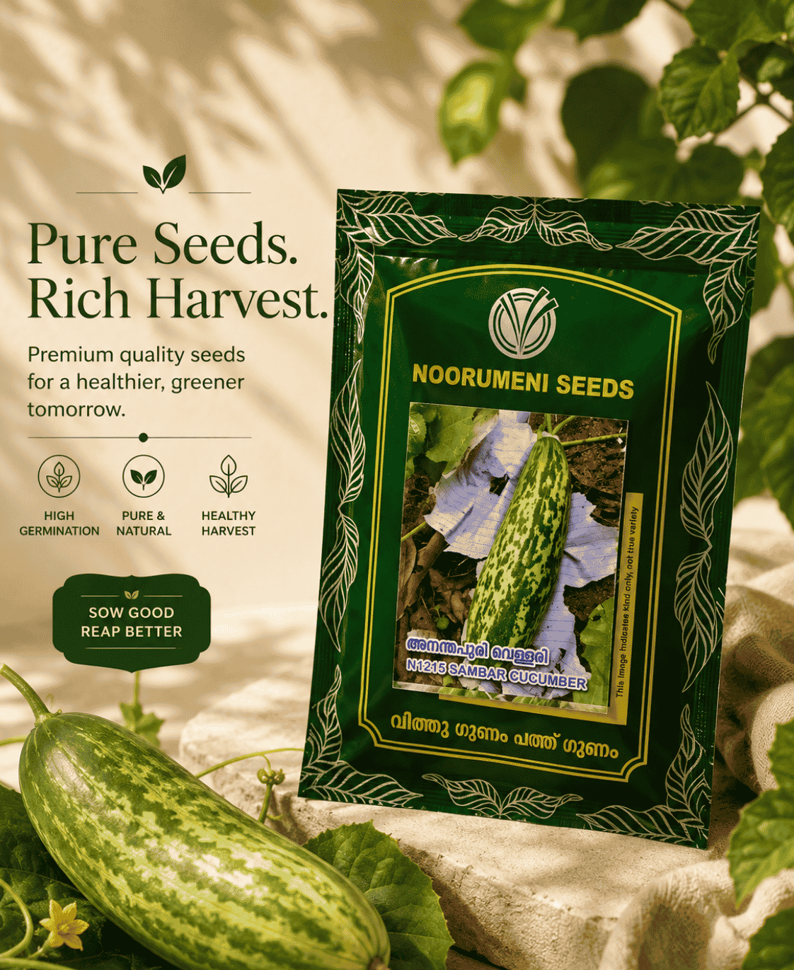 Sambar Cucumber Seeds | High Yield Vellarikka Seeds for Home Garden & Farming